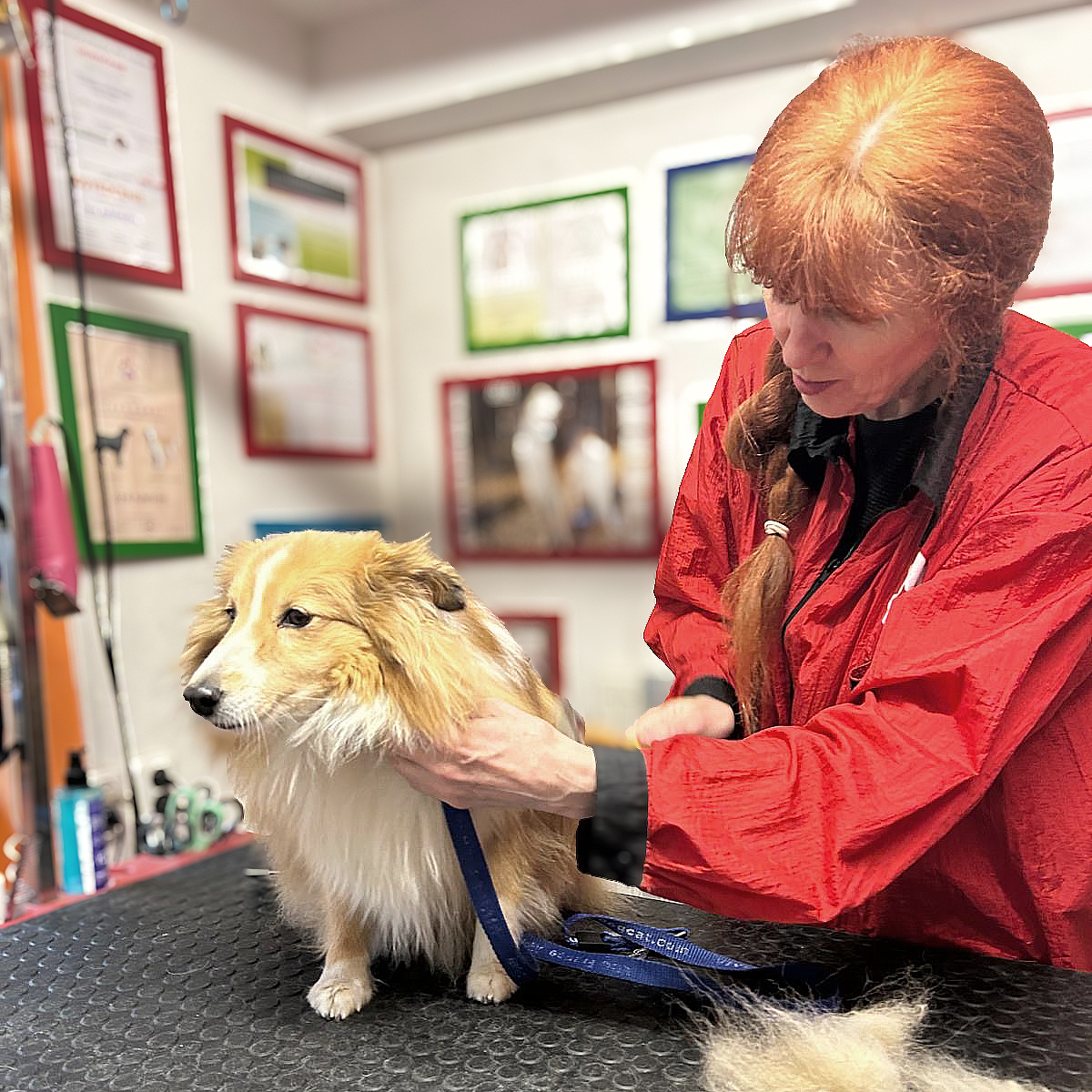 Sheltie při úpravě srsti v salonu U Potoka