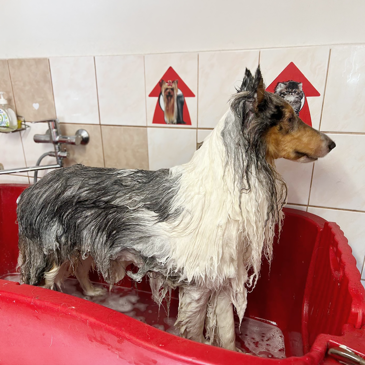 Sheltie při úpravě srsti v salonu U Potoka